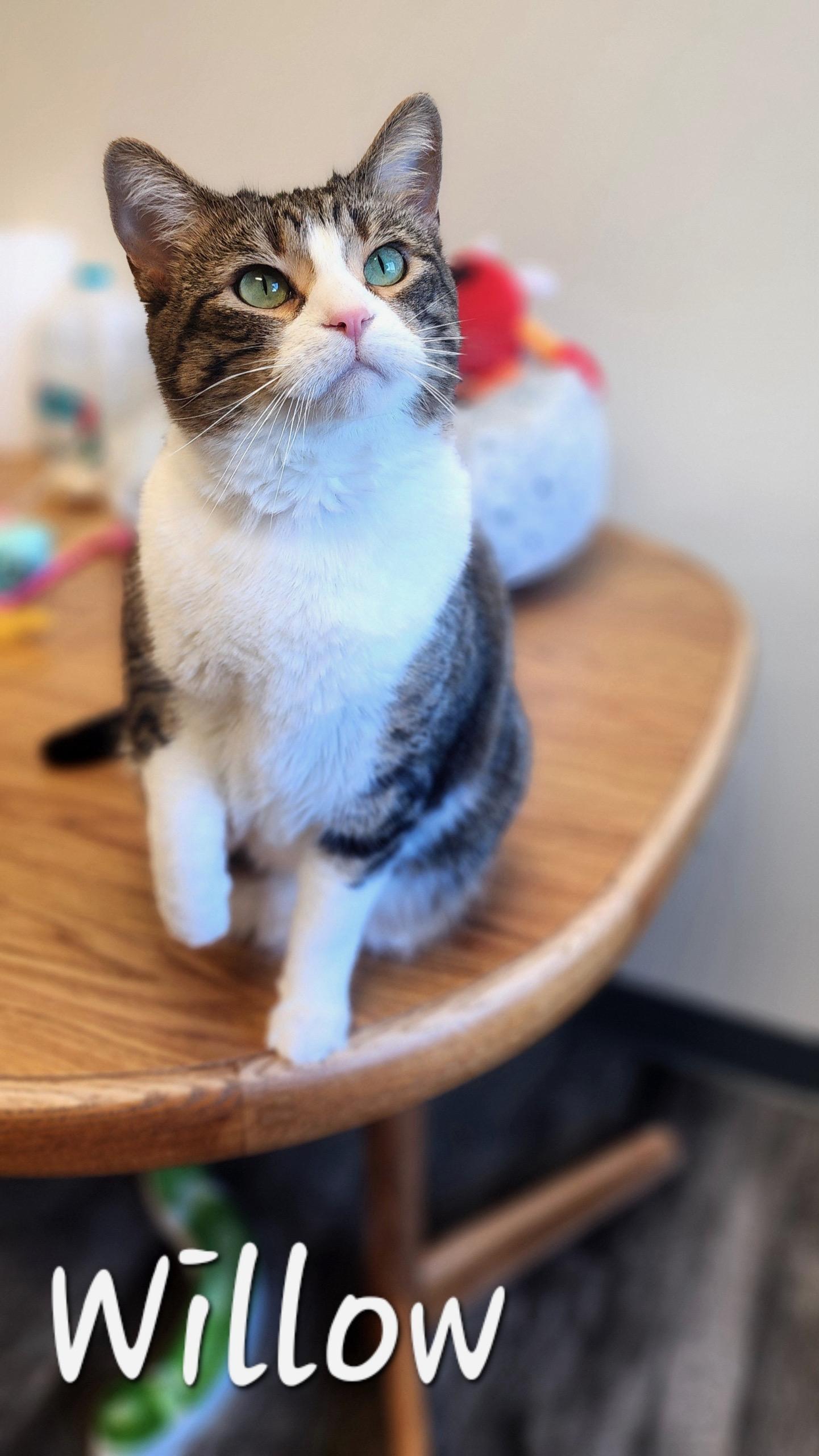 Enlarge Willow, a Adoptable Domestic Short Hair in Hazleton, IA image 1/1