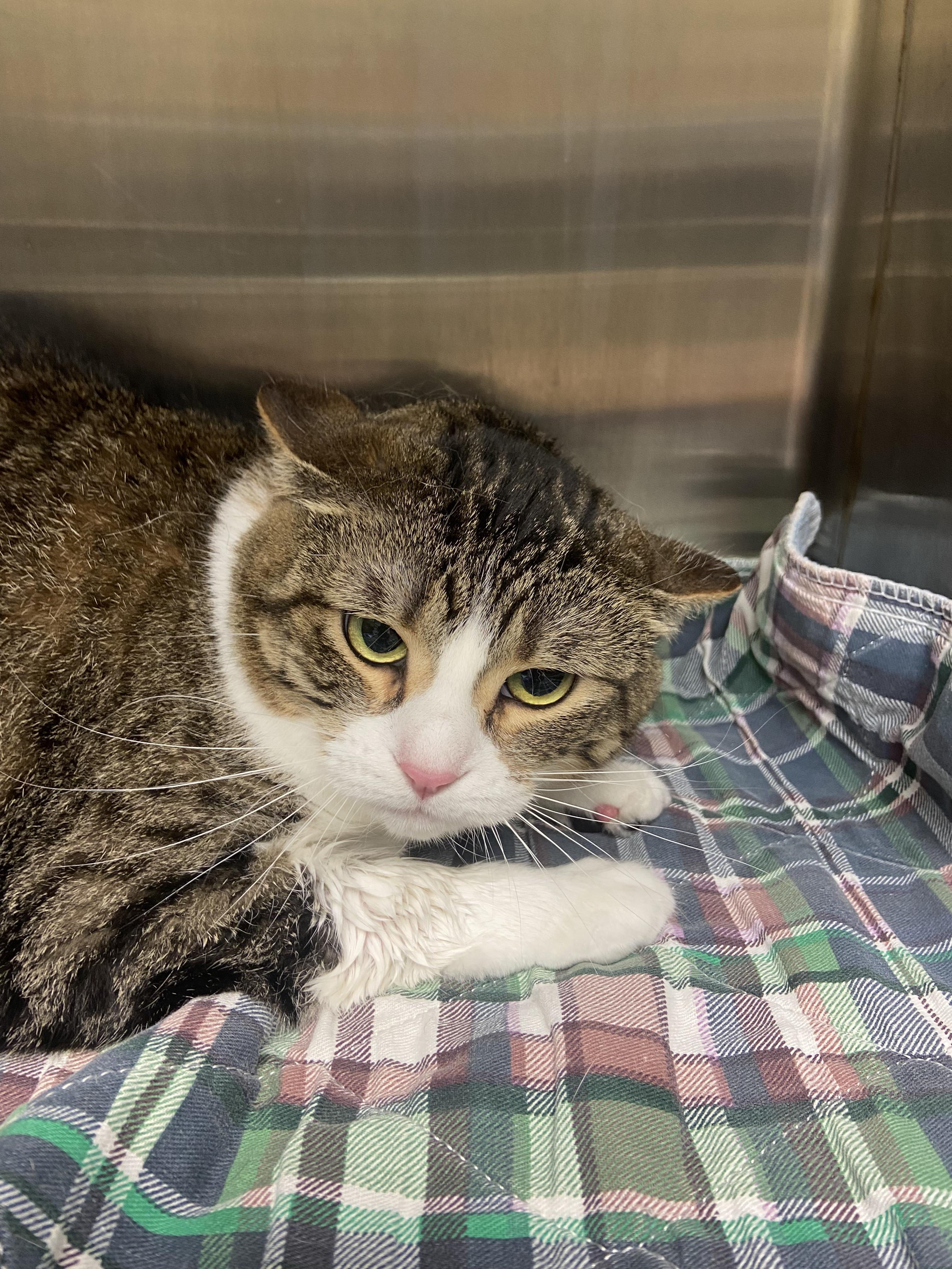 Enlarge Willow, a Adoptable Domestic Short Hair in Hazleton, IA image 1/1