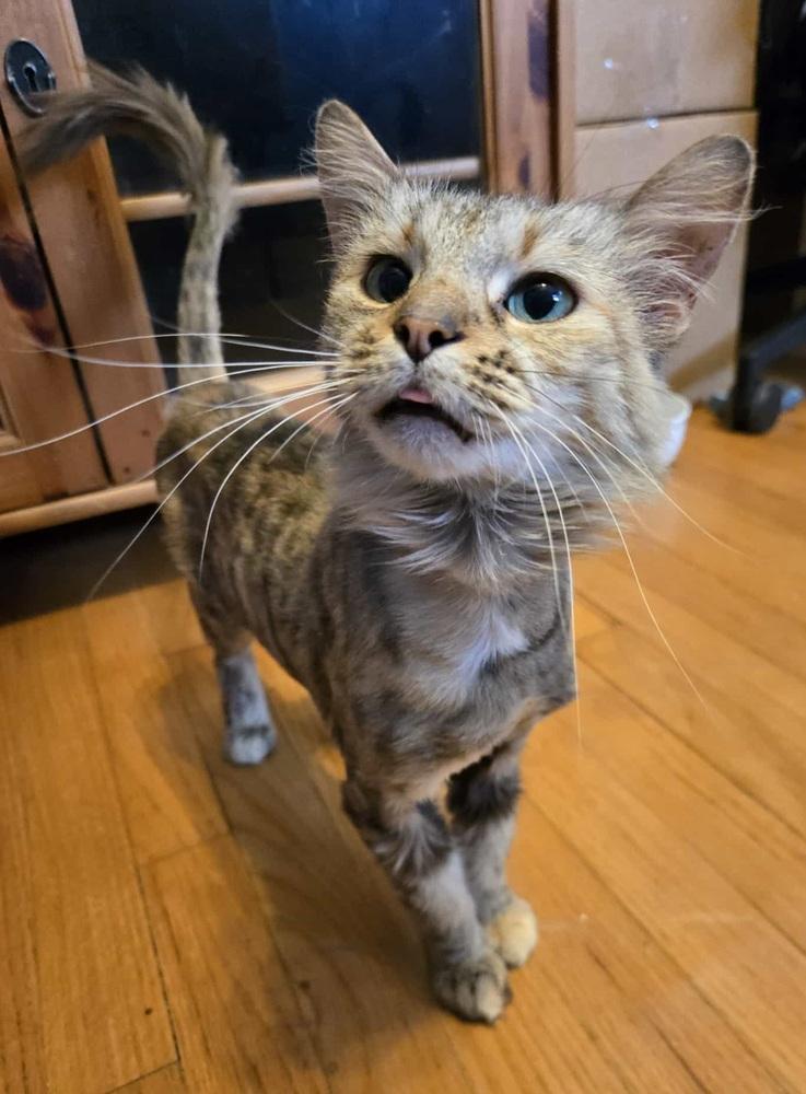 Brooke, Adoptable, Adult Female Domestic Long Hair.