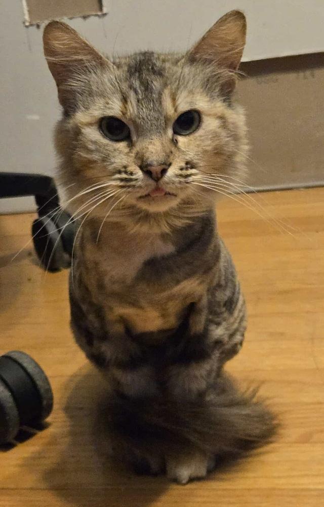 Enlarge Brooke, a Adoptable Domestic Long Hair in Homer Glen, IL image 2/4