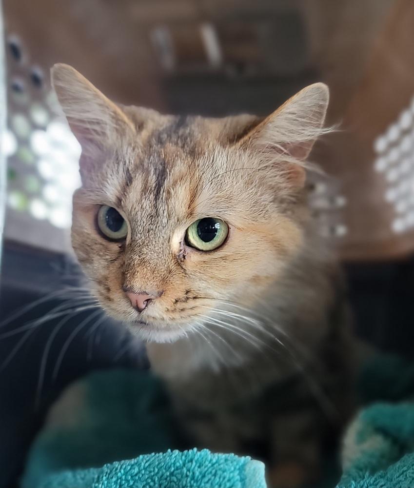 Enlarge Brooke, a Adoptable Domestic Long Hair in Homer Glen, IL image 3/4