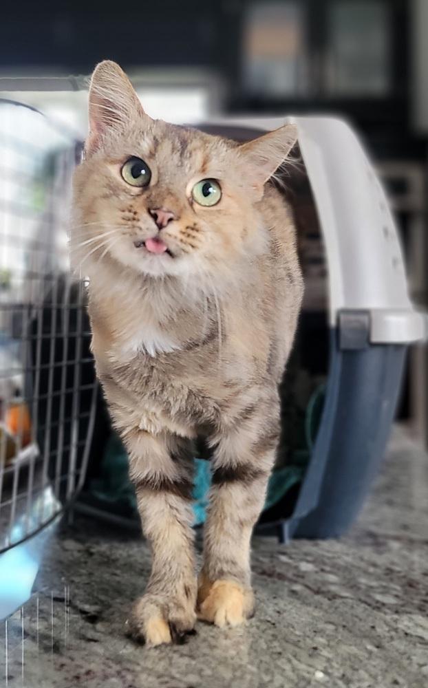 Enlarge Brooke, a Adoptable Domestic Long Hair in Homer Glen, IL image 4/4