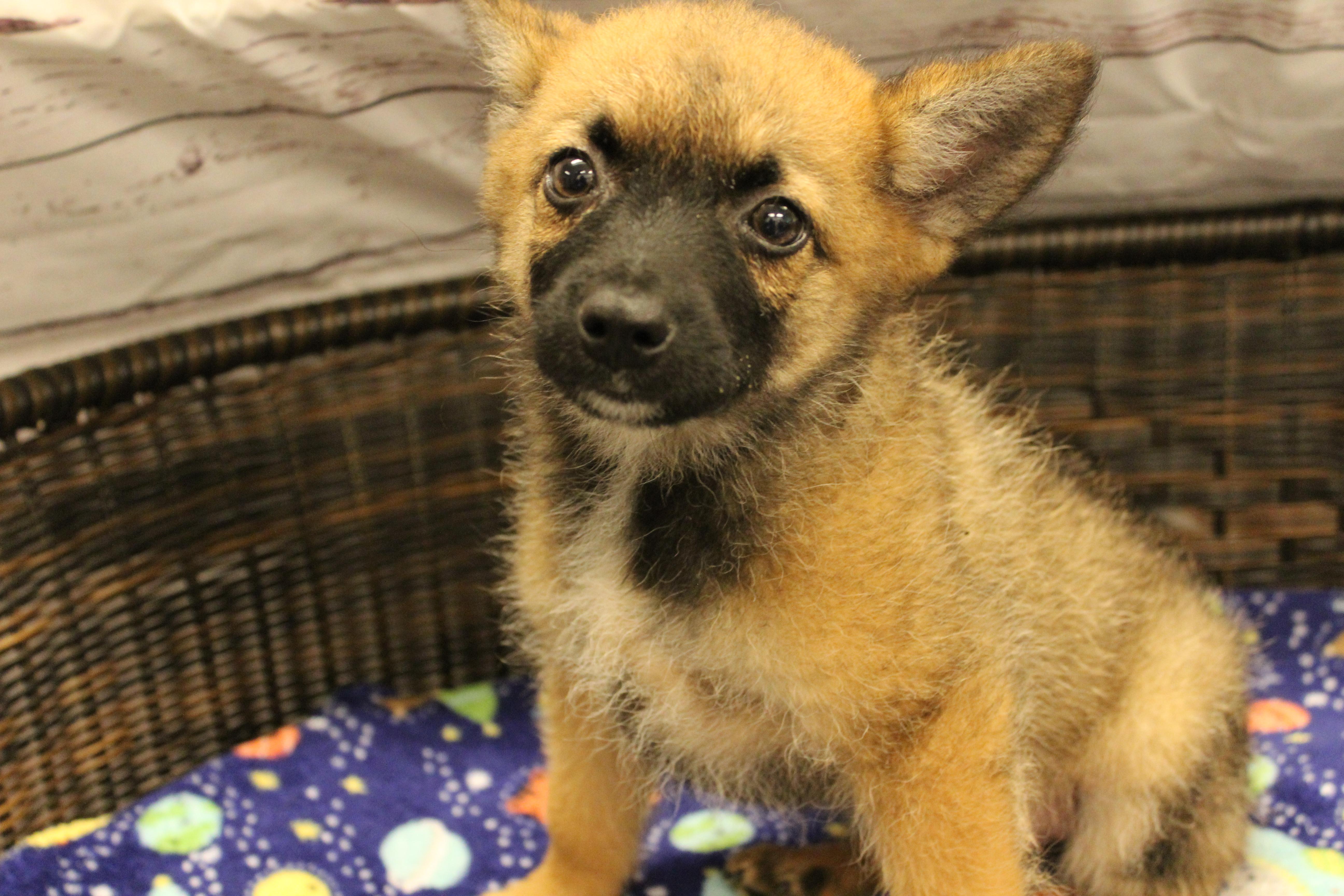 Charming, Adoptable, Puppy Male Cattle Dog & Pomeranian.