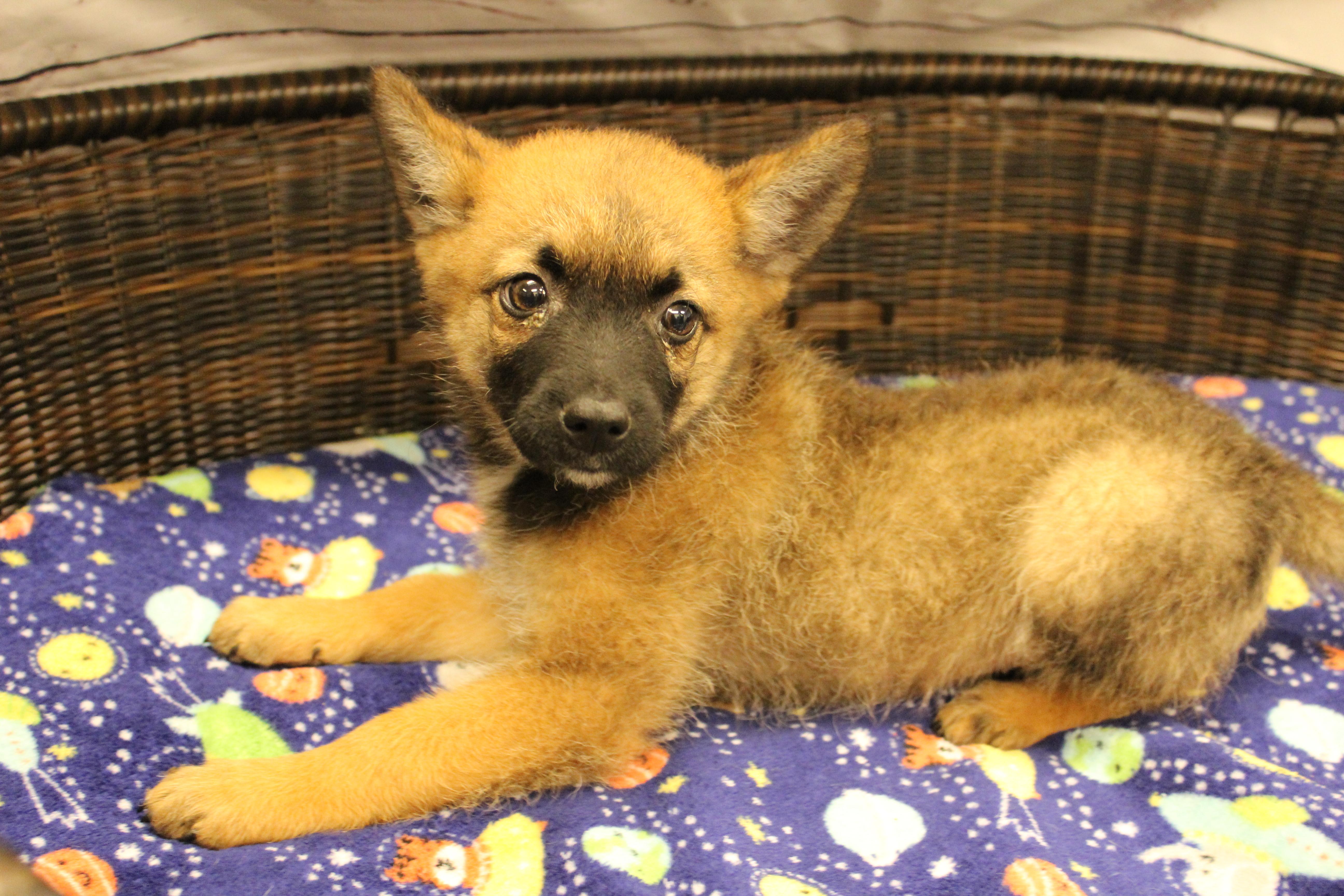 Charming, a Adoptable mixed breed in Neillsville, WI image 3/5