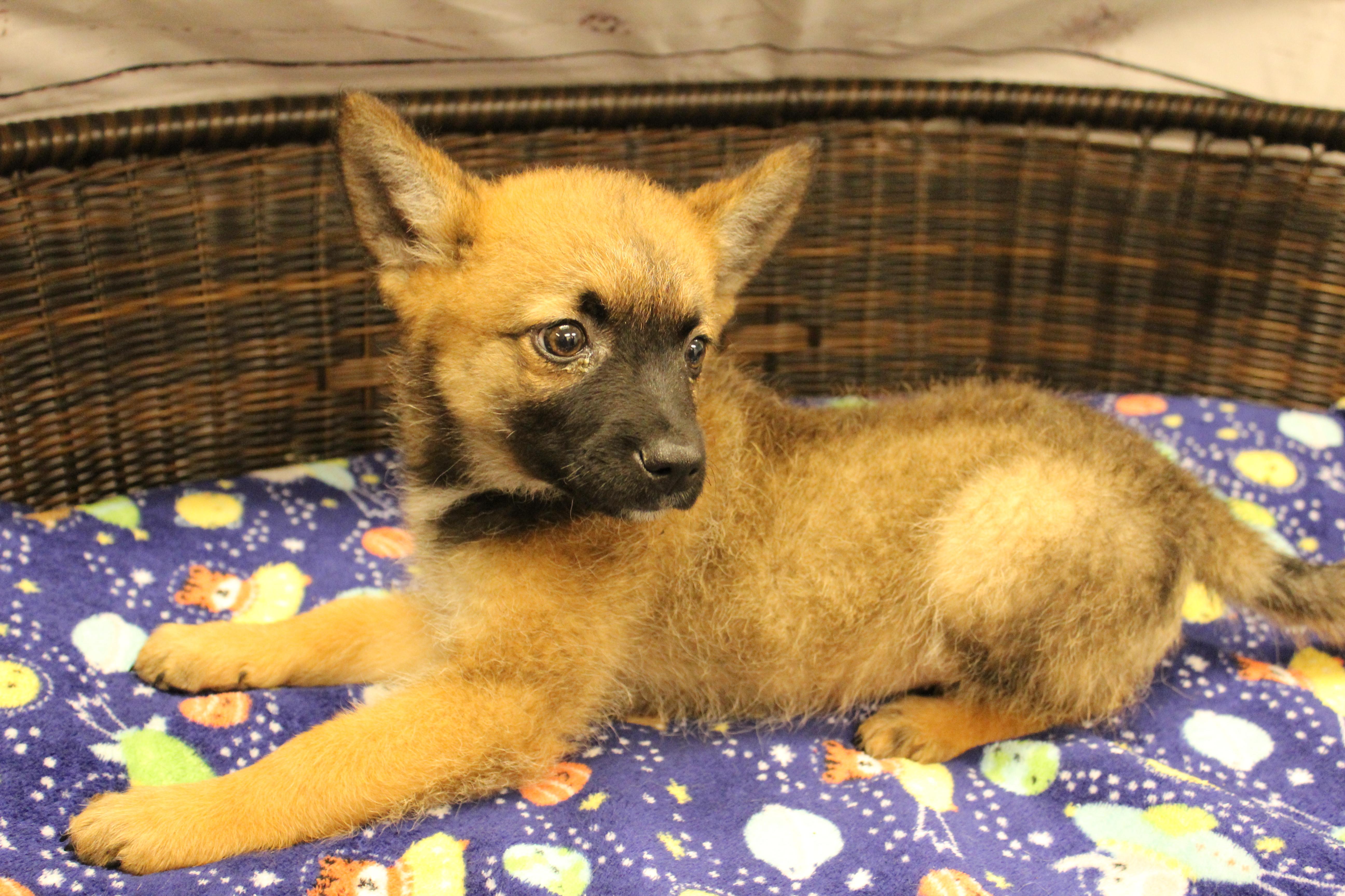 Charming, a Adoptable mixed breed in Neillsville, WI image 4/5