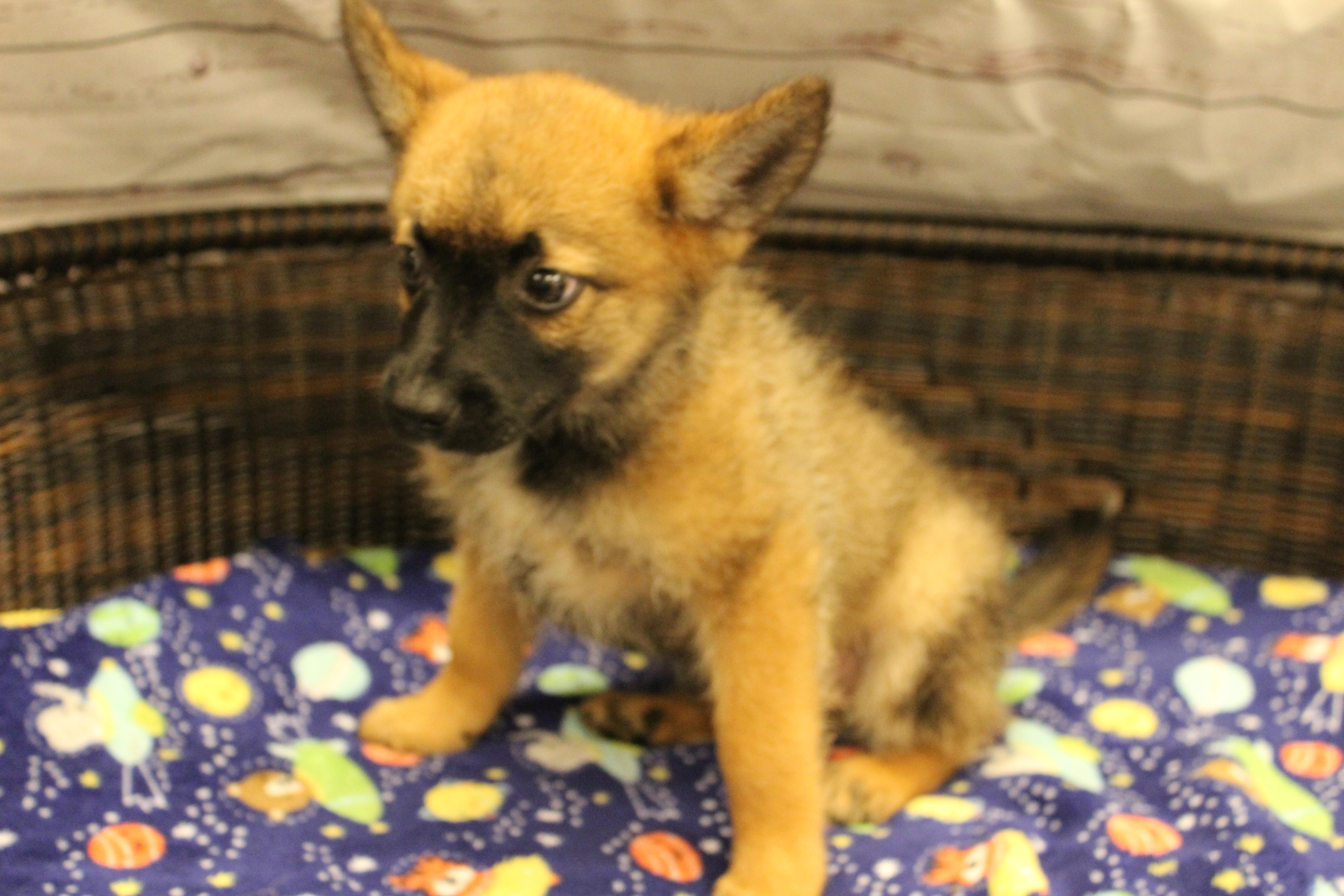 Charming, a Adoptable mixed breed in Neillsville, WI image 5/5