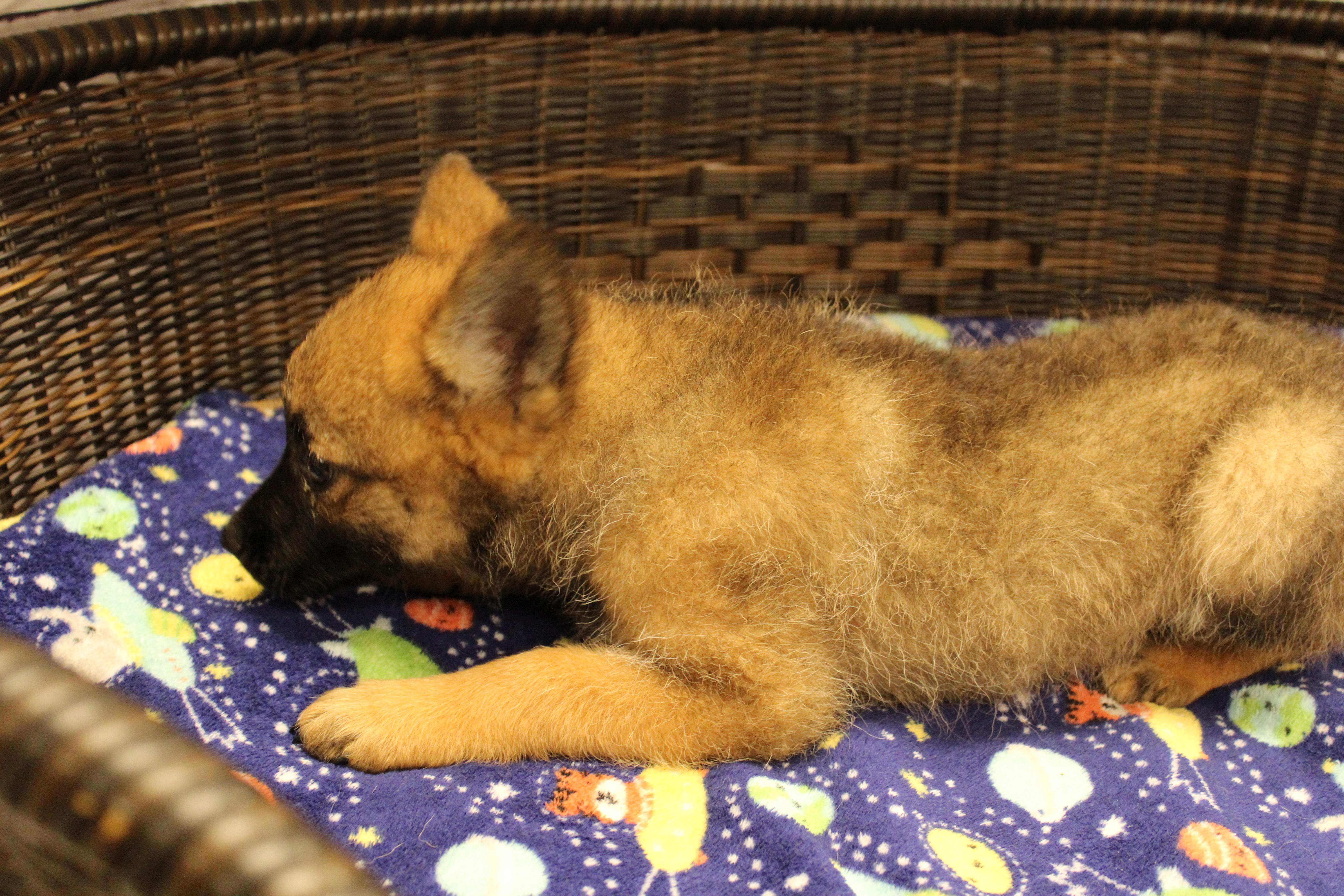 Charming, a Adoptable mixed breed in Neillsville, WI image 2/5