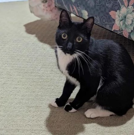 Enlarge Louie, an adopted Domestic Short Hair in Weehawken, NJ image 2/6