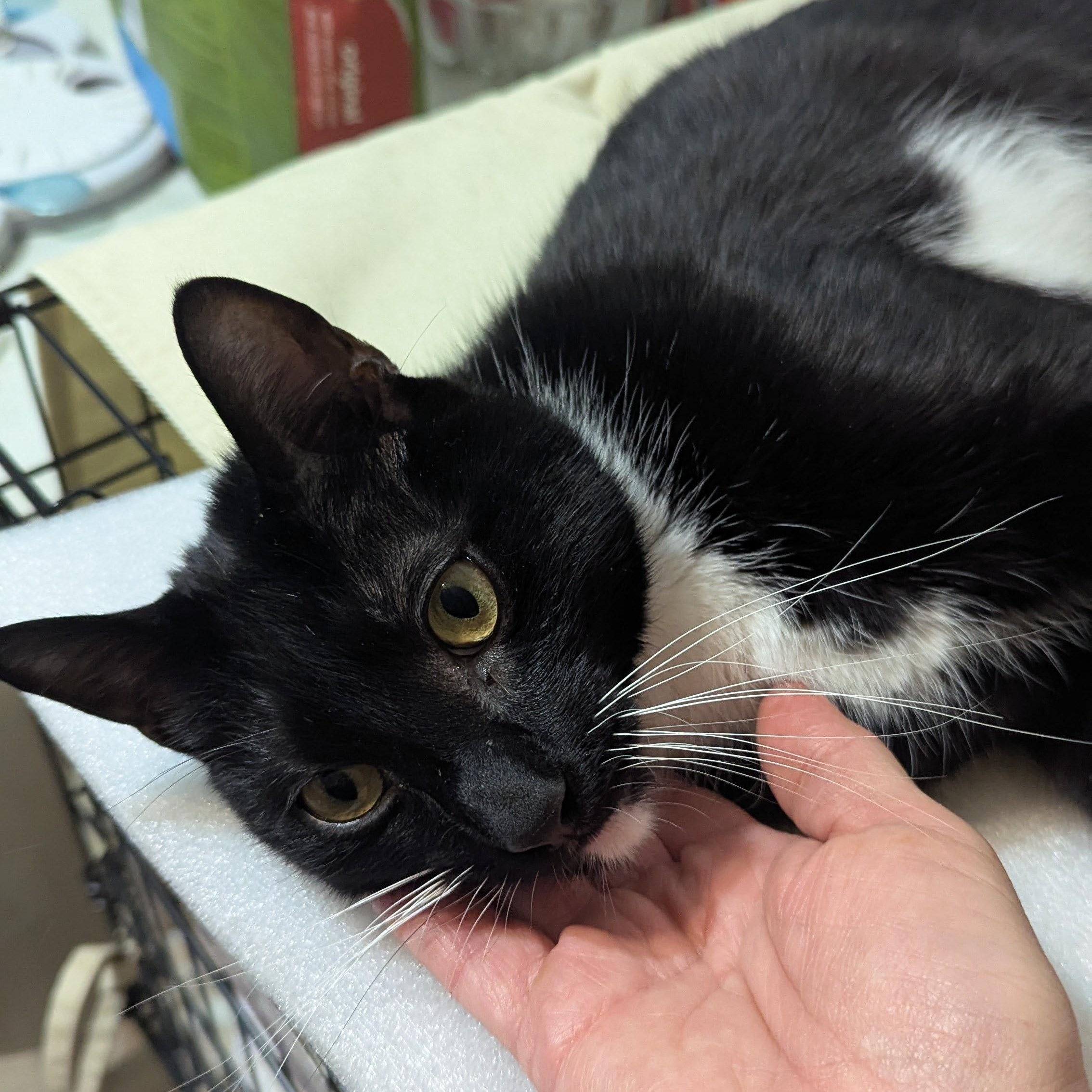 Enlarge Louie, an adopted Domestic Short Hair in Weehawken, NJ image 6/6