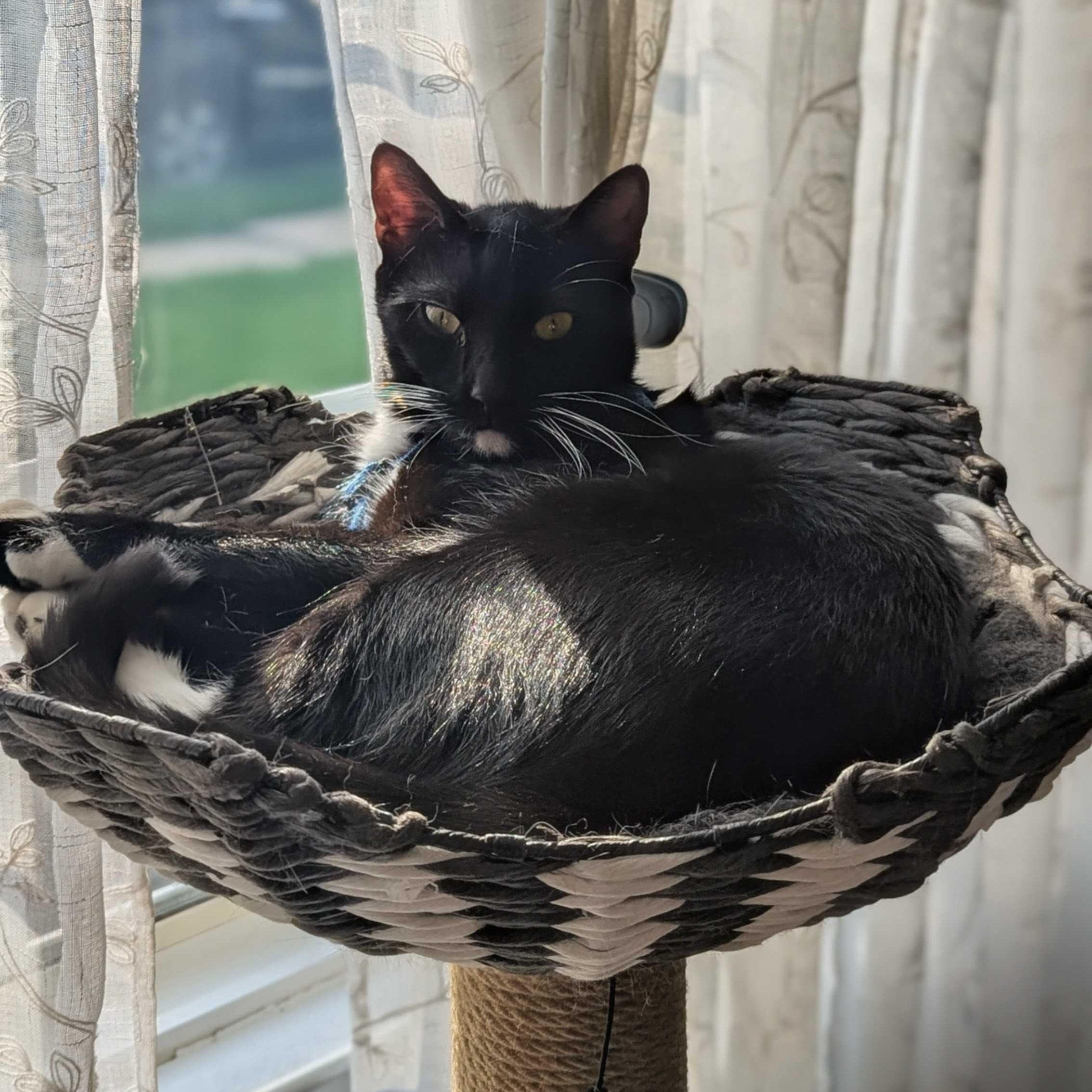 Louie, adopted, Young Male Domestic Short Hair.