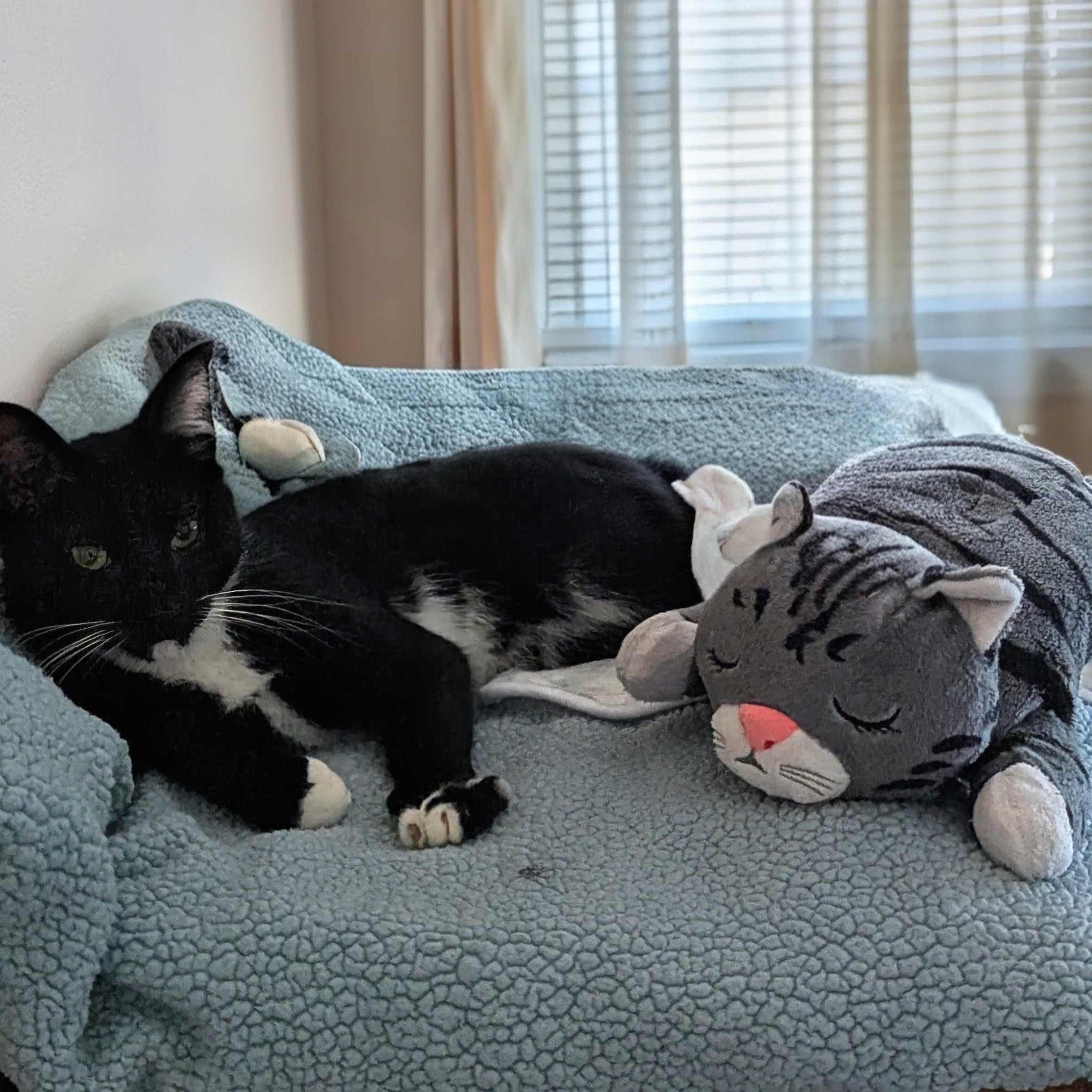 Enlarge Louie, an adopted Domestic Short Hair in Weehawken, NJ image 5/6
