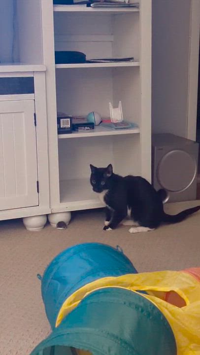 Enlarge Louie, an adopted Domestic Short Hair in Weehawken, NJ video 4/6