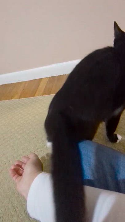 Enlarge Louie, an adopted Domestic Short Hair in Weehawken, NJ video 3/6