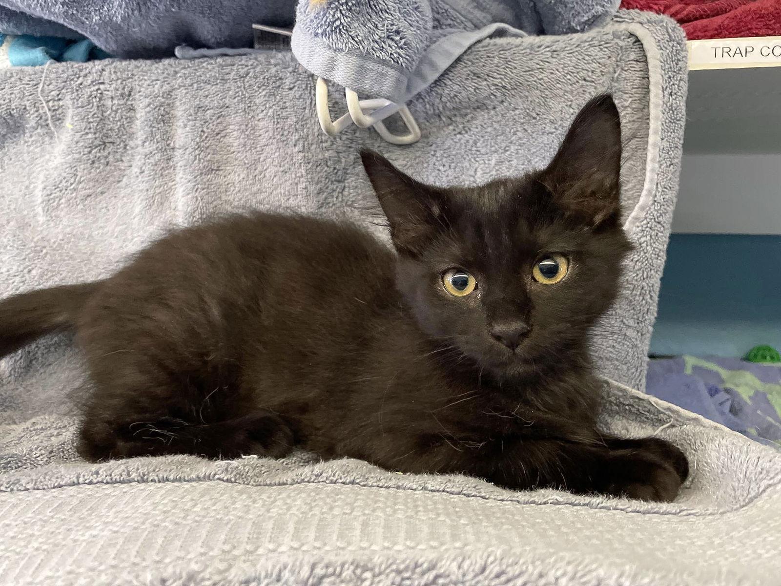 Valentine, Adoptable, Young Male Domestic Medium Hair.