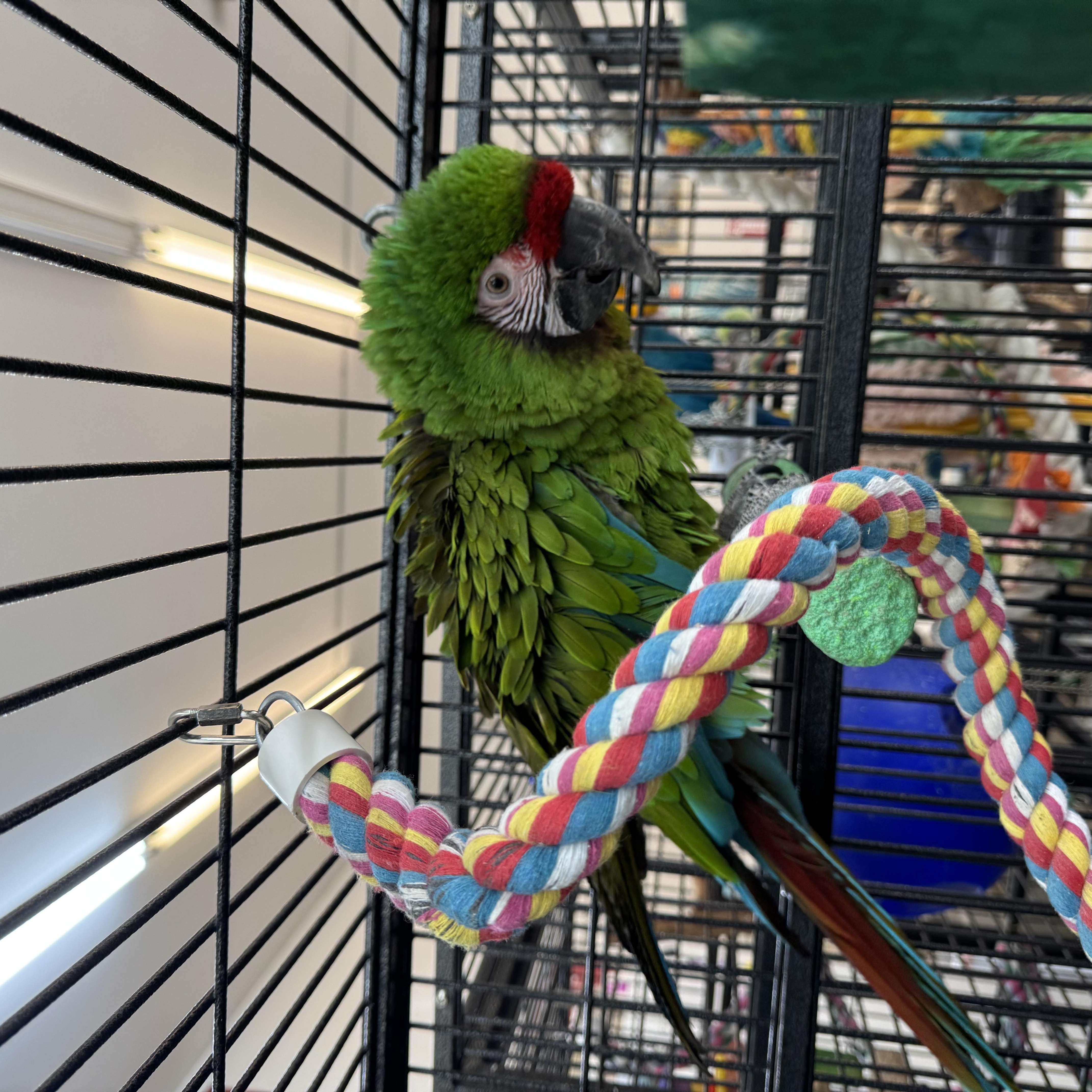 Enlarge Enso, a Adoptable Macaw in Bend, OR image 1/1