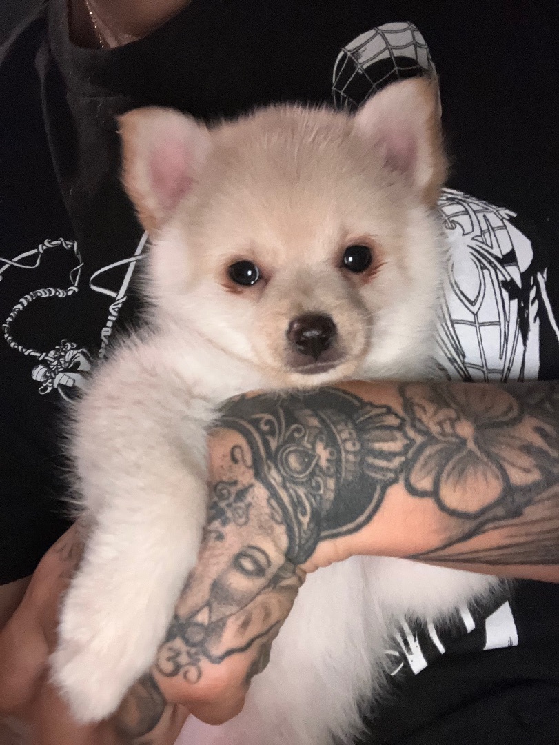 Lady dee, Adopted, Puppy Female Pomeranian.