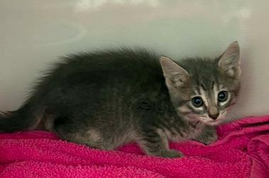 Hot Cheeto, Adoptable, Kitten Female Domestic Short Hair & Domestic Short Hair.