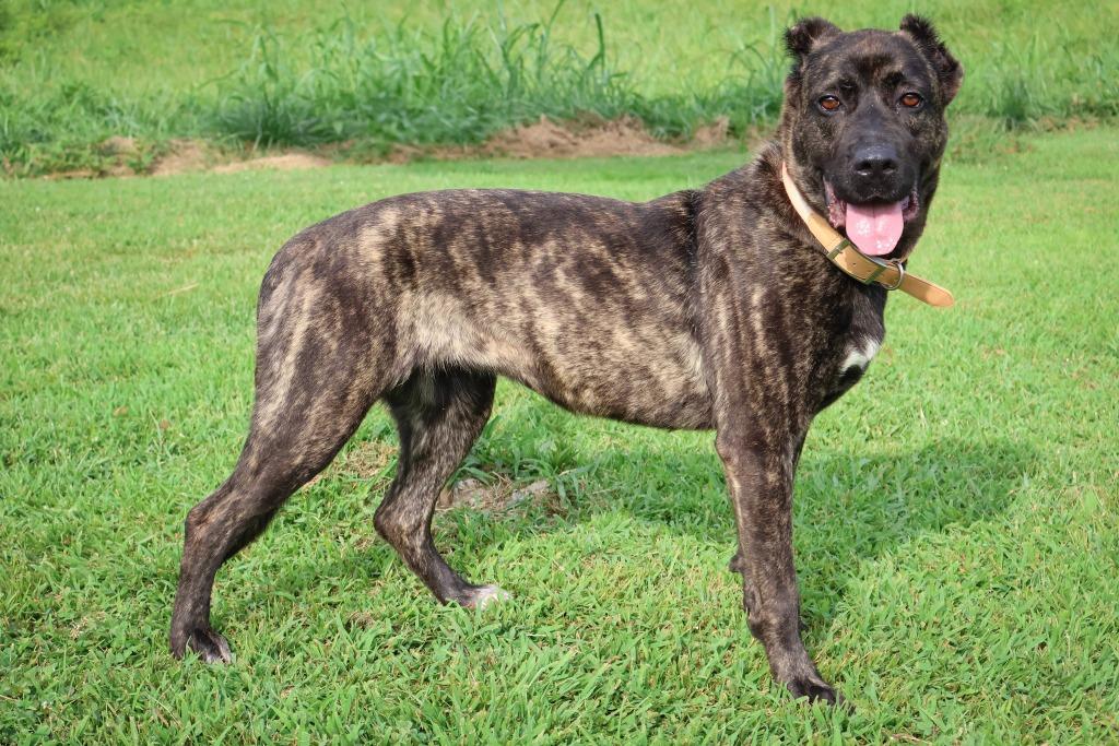 Enlarge Hannah, a Adoptable mixed breed in Columbia, TN image 1/5