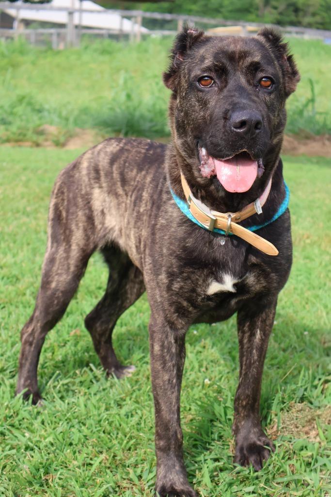 Enlarge Hannah, a Adoptable mixed breed in Columbia, TN image 2/5
