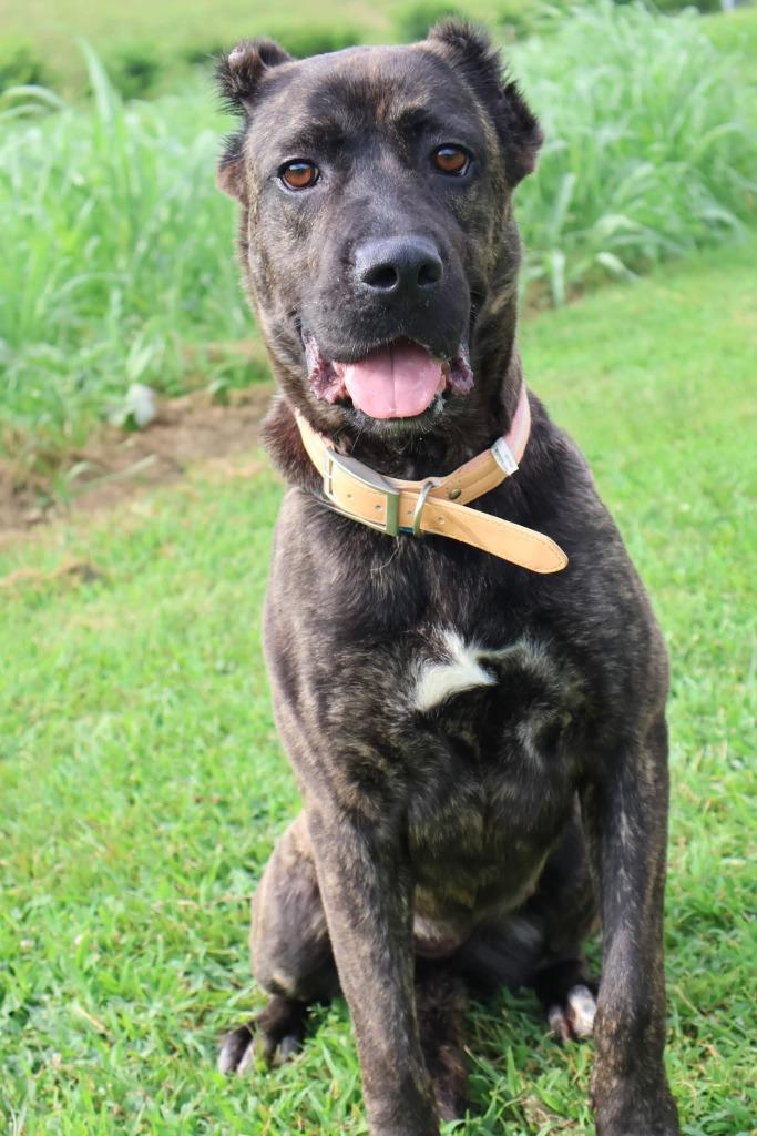Enlarge Hannah, a Adoptable mixed breed in Columbia, TN image 3/5