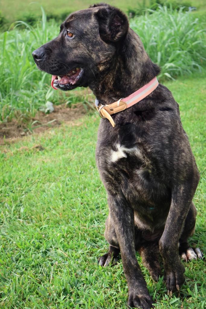 Enlarge Hannah, a Adoptable mixed breed in Columbia, TN image 4/5