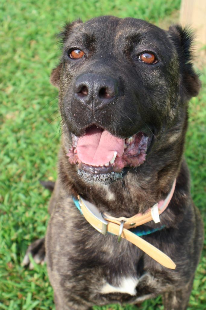 Enlarge Hannah, a Adoptable mixed breed in Columbia, TN image 5/5