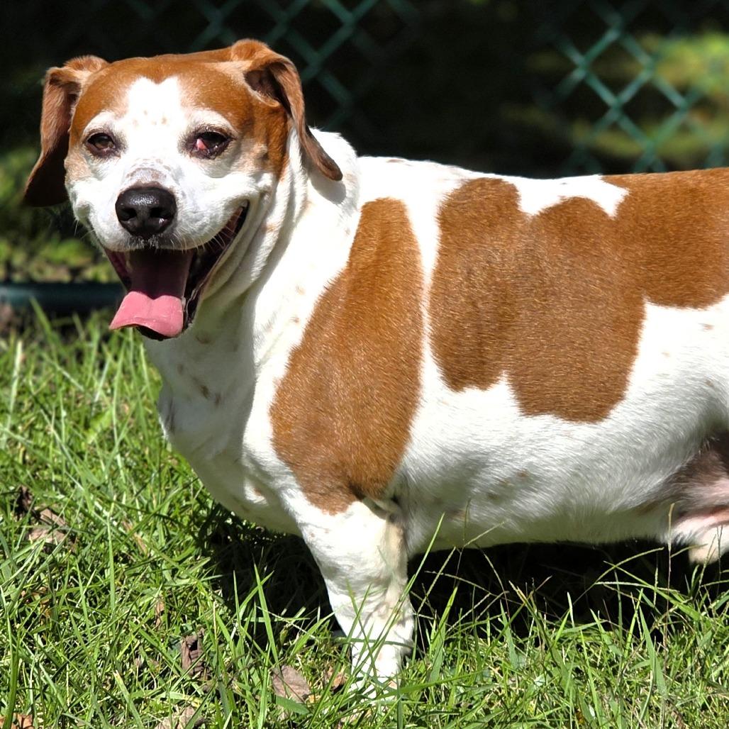 Elvis (aka Elvie), Adoptable, Senior Male Beagle & Jack Russell Terrier.