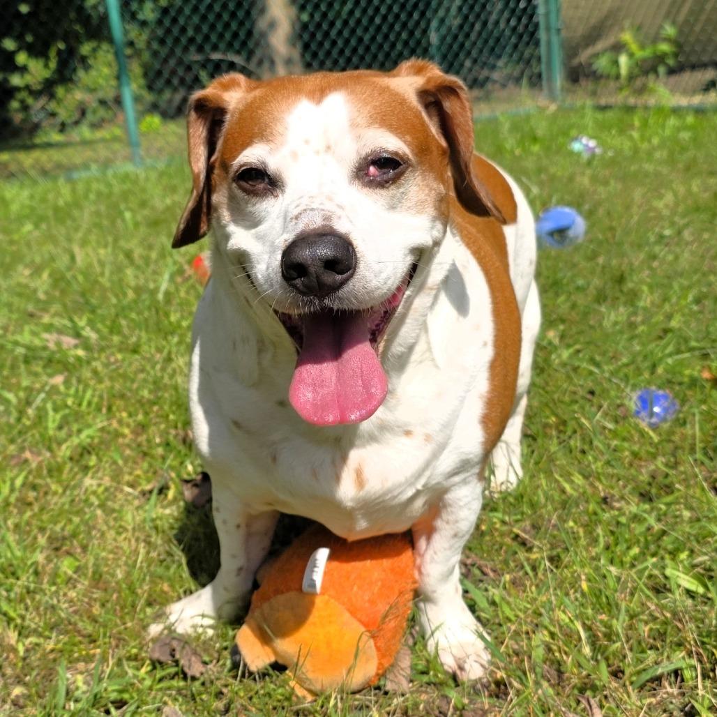 Enlarge Elvis (aka Elvie), a Adoptable mixed breed in Michigan City, IN image 2/6