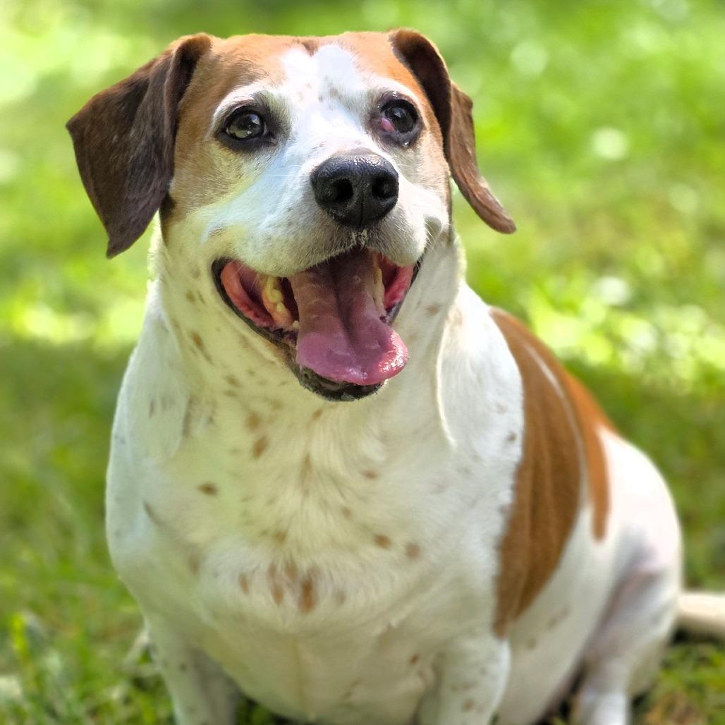 Enlarge Elvis (aka Elvie), a Adoptable mixed breed in Michigan City, IN image 3/6