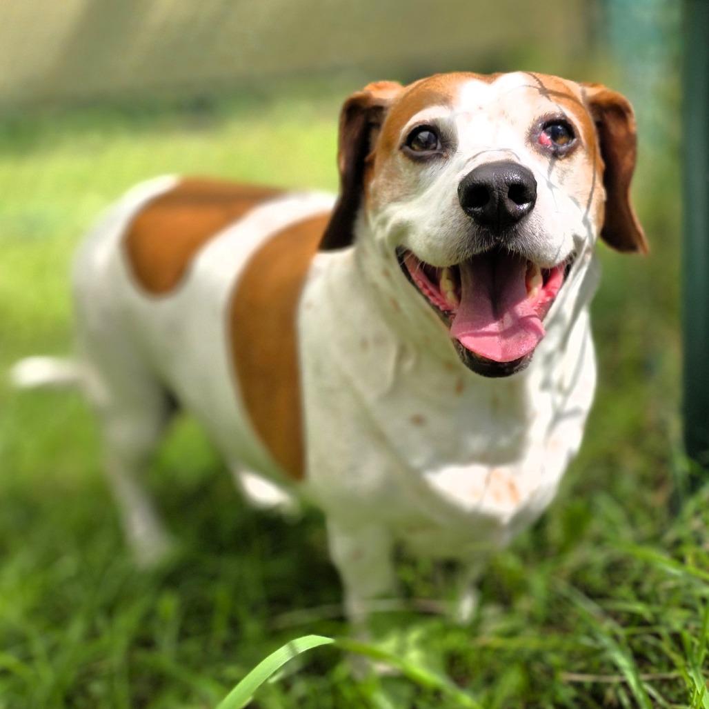 Enlarge Elvis (aka Elvie), a Adoptable mixed breed in Michigan City, IN image 4/6