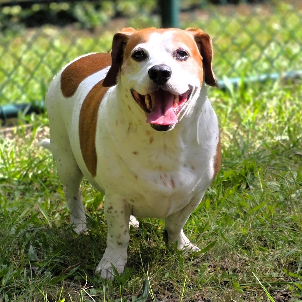 Enlarge Elvis (aka Elvie), a Adoptable mixed breed in Michigan City, IN image 5/6