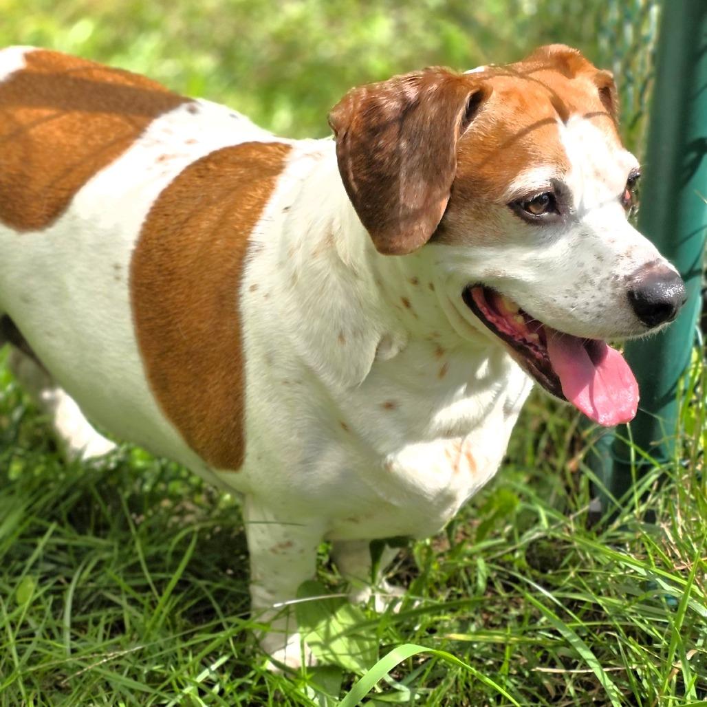 Enlarge Elvis (aka Elvie), a Adoptable mixed breed in Michigan City, IN image 6/6