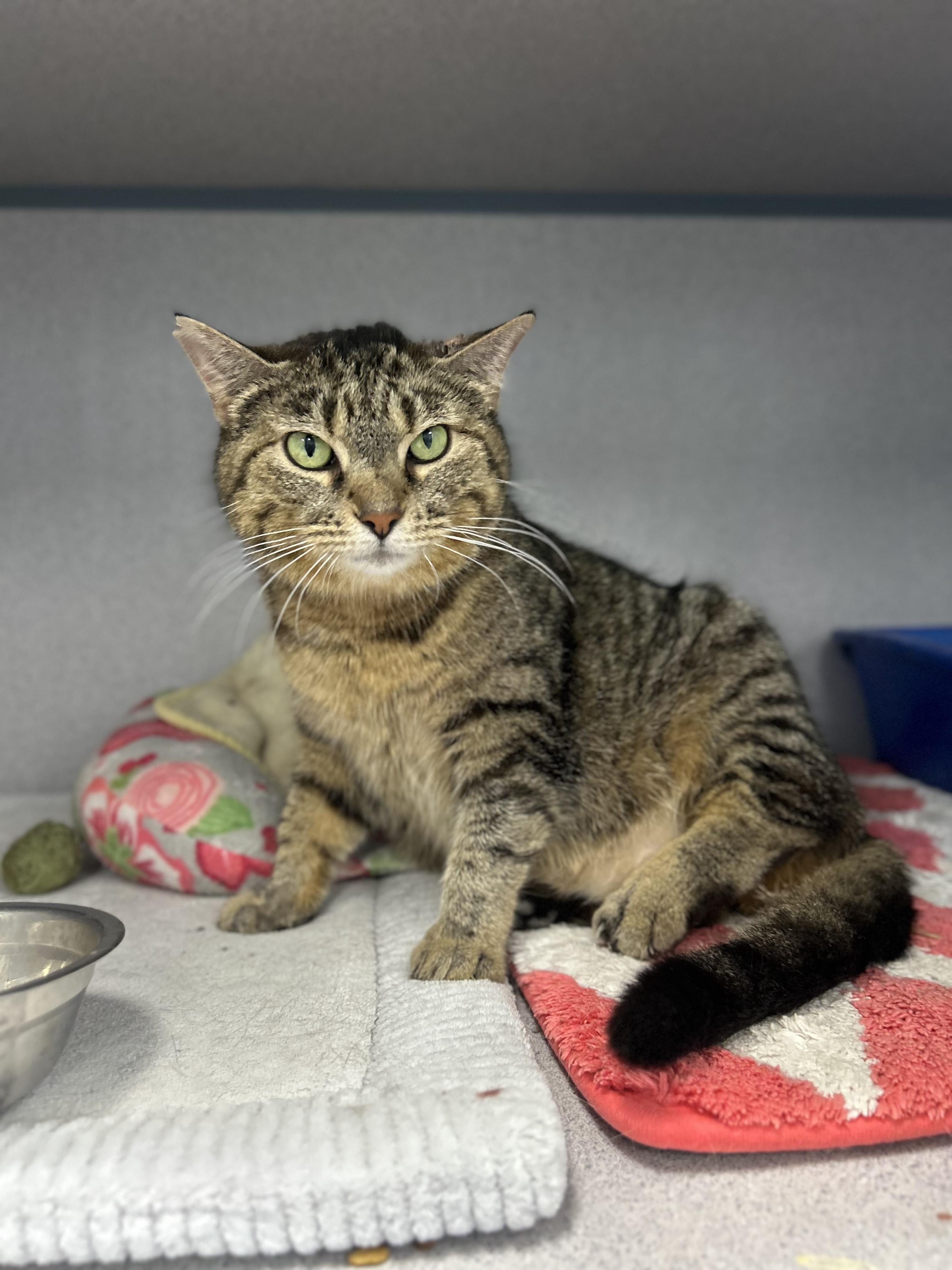 Selena, a ADOPTABLE Domestic Short Hair in Bardstown, KY image 2/2