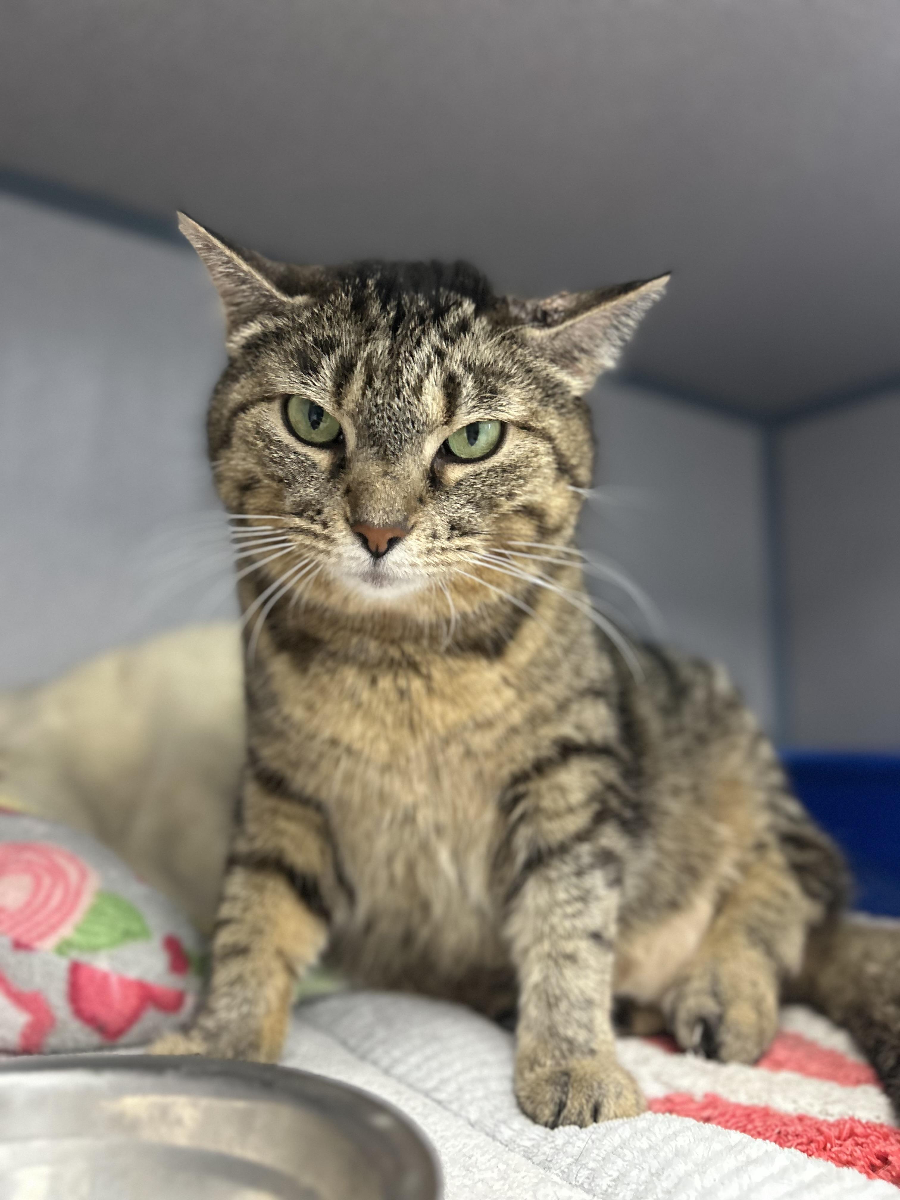 Selena, ADOPTABLE, Adult Female Domestic Short Hair.