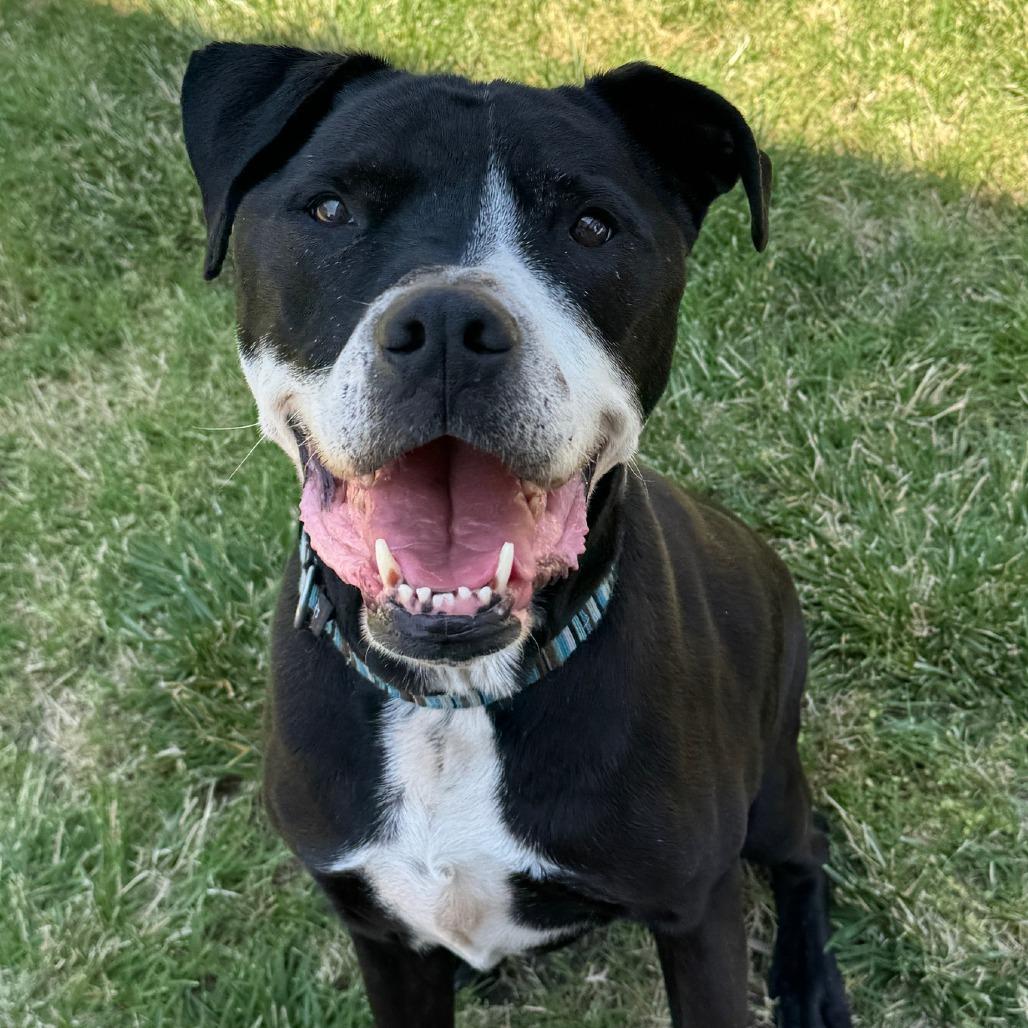 Enlarge Xavier, a Adoptable Pit Bull Terrier in Kensington, CA image 1/1