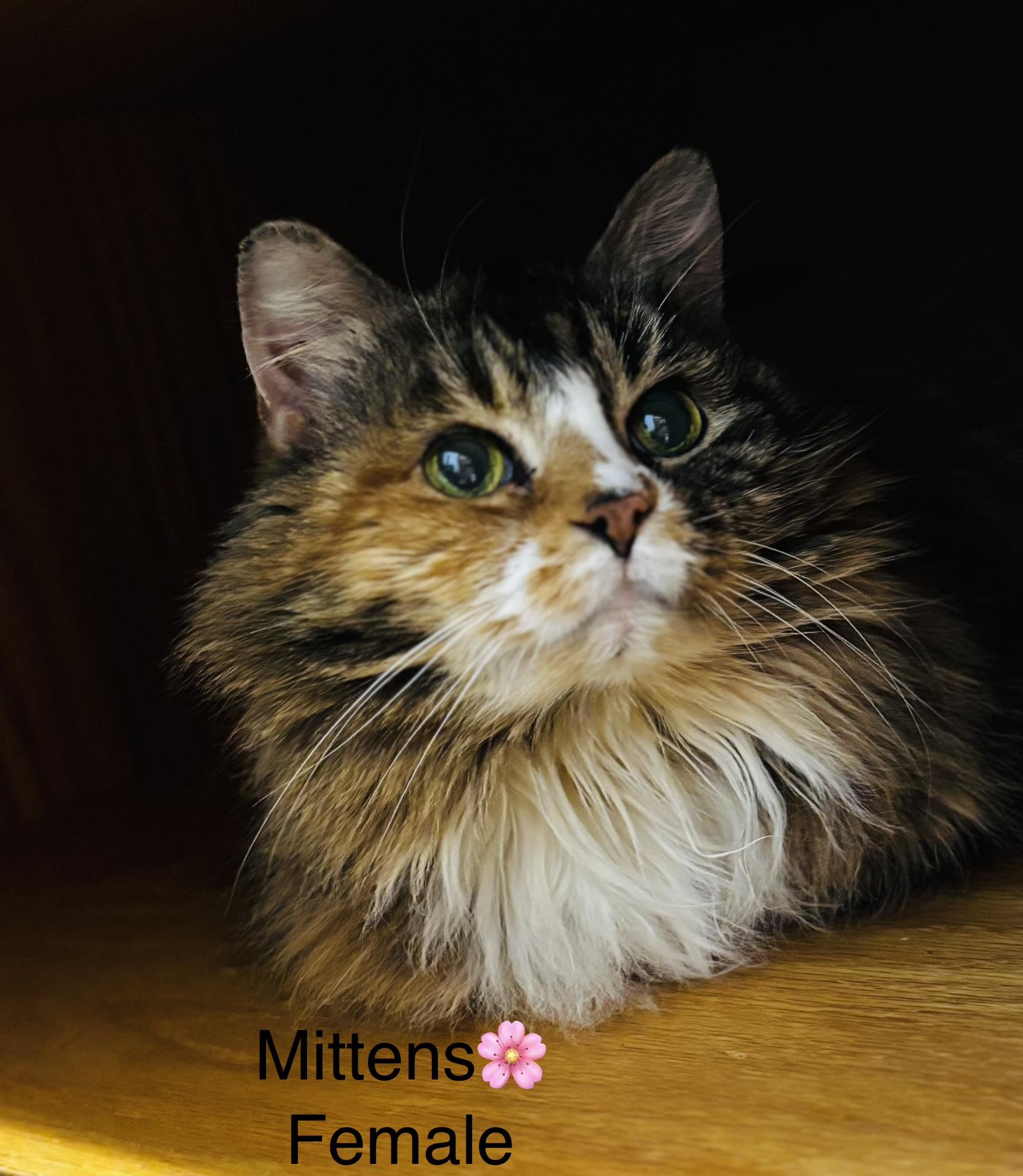 Mittens, ADOPTABLE, Adult Female Domestic Long Hair.