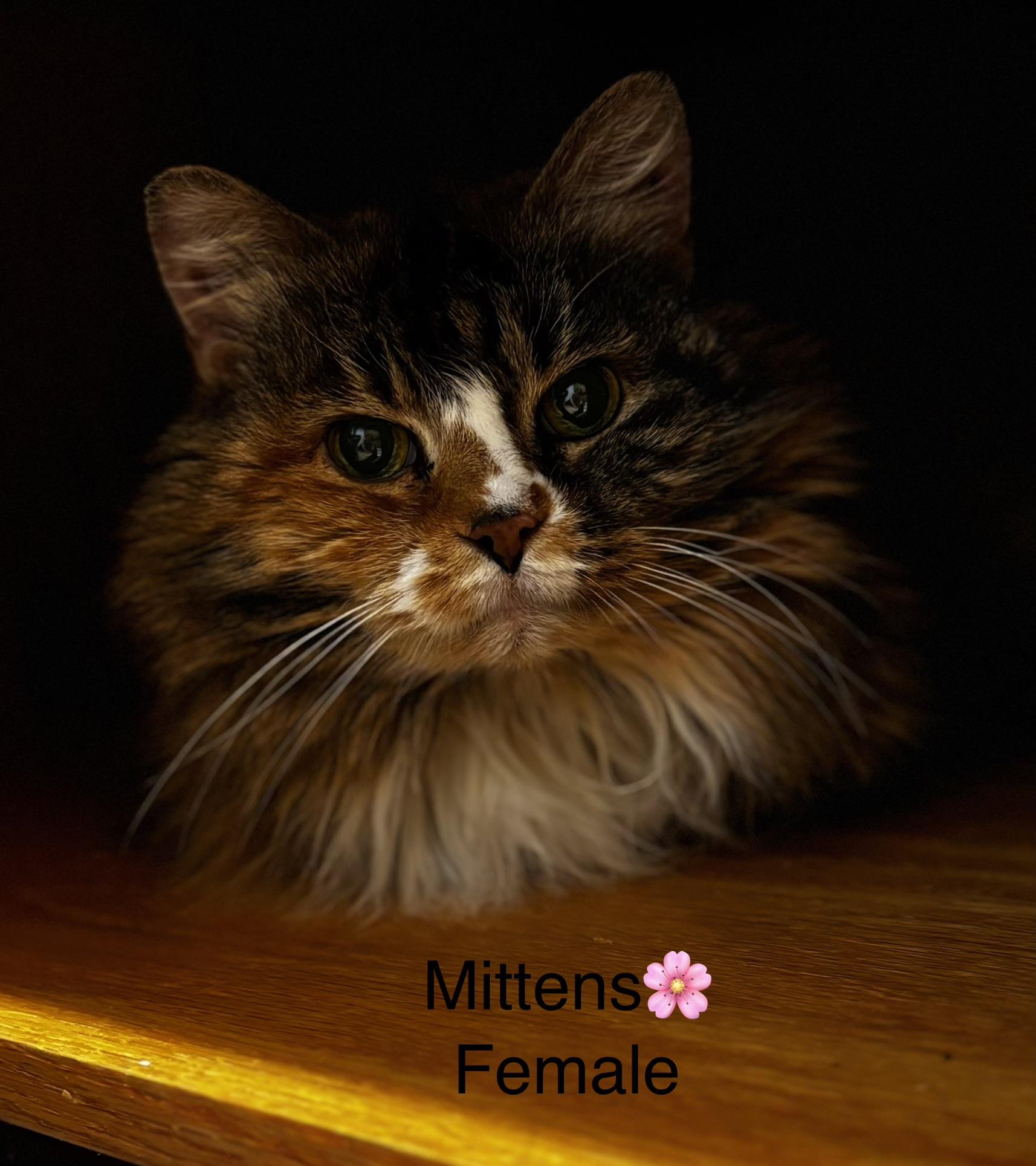 Enlarge Mittens and Baby, a ADOPTABLE mixed breed in Calais, ME image 4/5