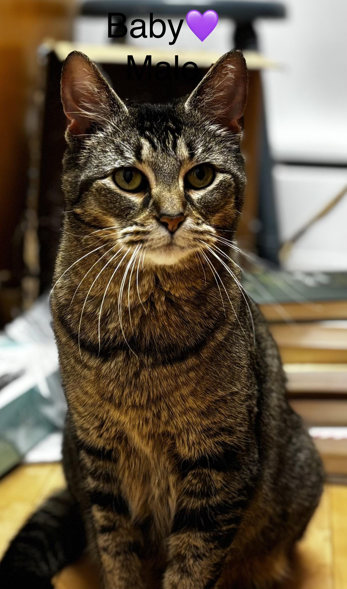 Mittens and Baby, ADOPTABLE, Adult Female Domestic Long Hair.