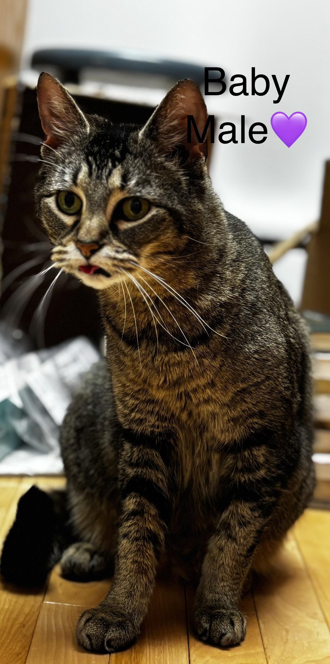 Enlarge Mittens and Baby, a ADOPTABLE mixed breed in Calais, ME image 3/5