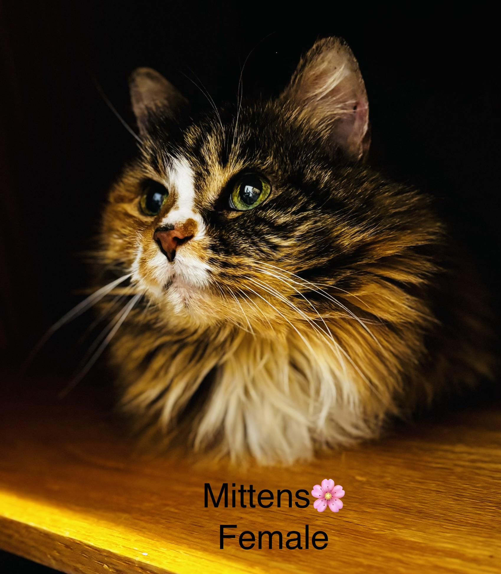 Enlarge Mittens and Baby, a ADOPTABLE mixed breed in Calais, ME image 5/5