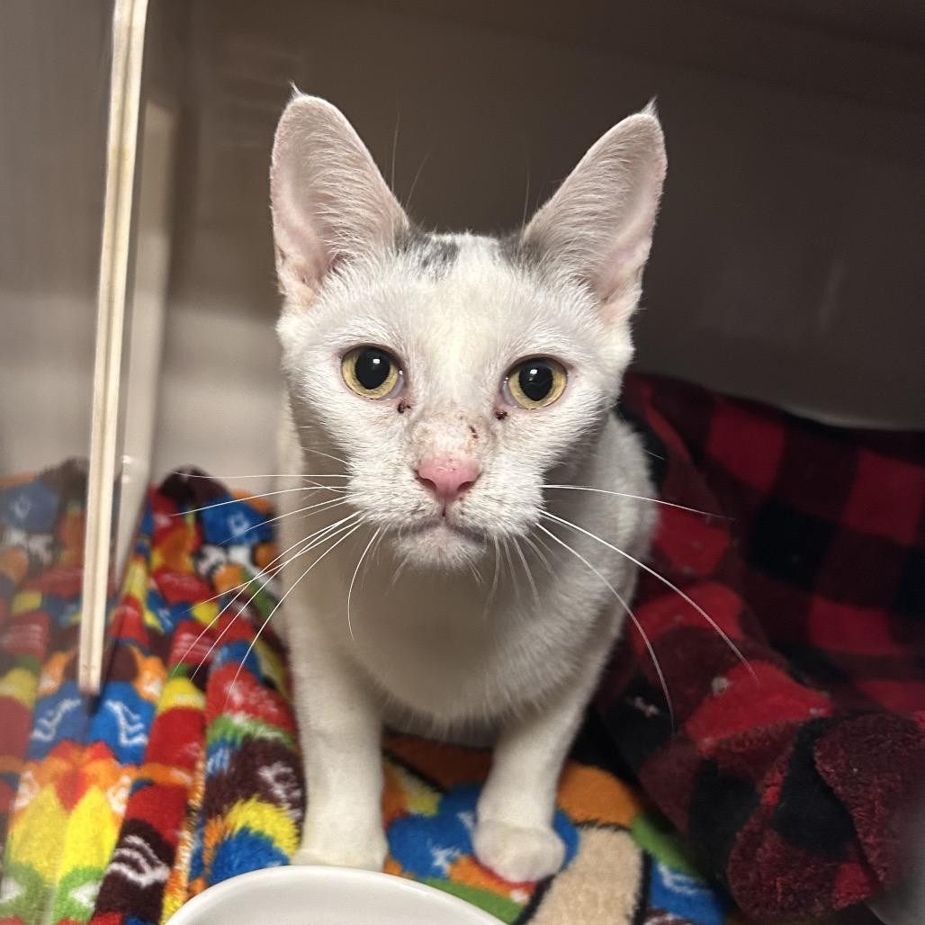 Enlarge Carnation, a Adoptable Domestic Short Hair in Watertown, NY image 1/1