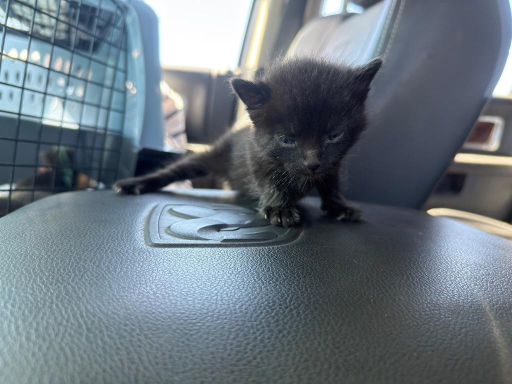 Meeny, Adoptable, Kitten Male Domestic Short Hair.