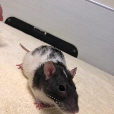 Fern, Adoptable, Young Male Rat.
