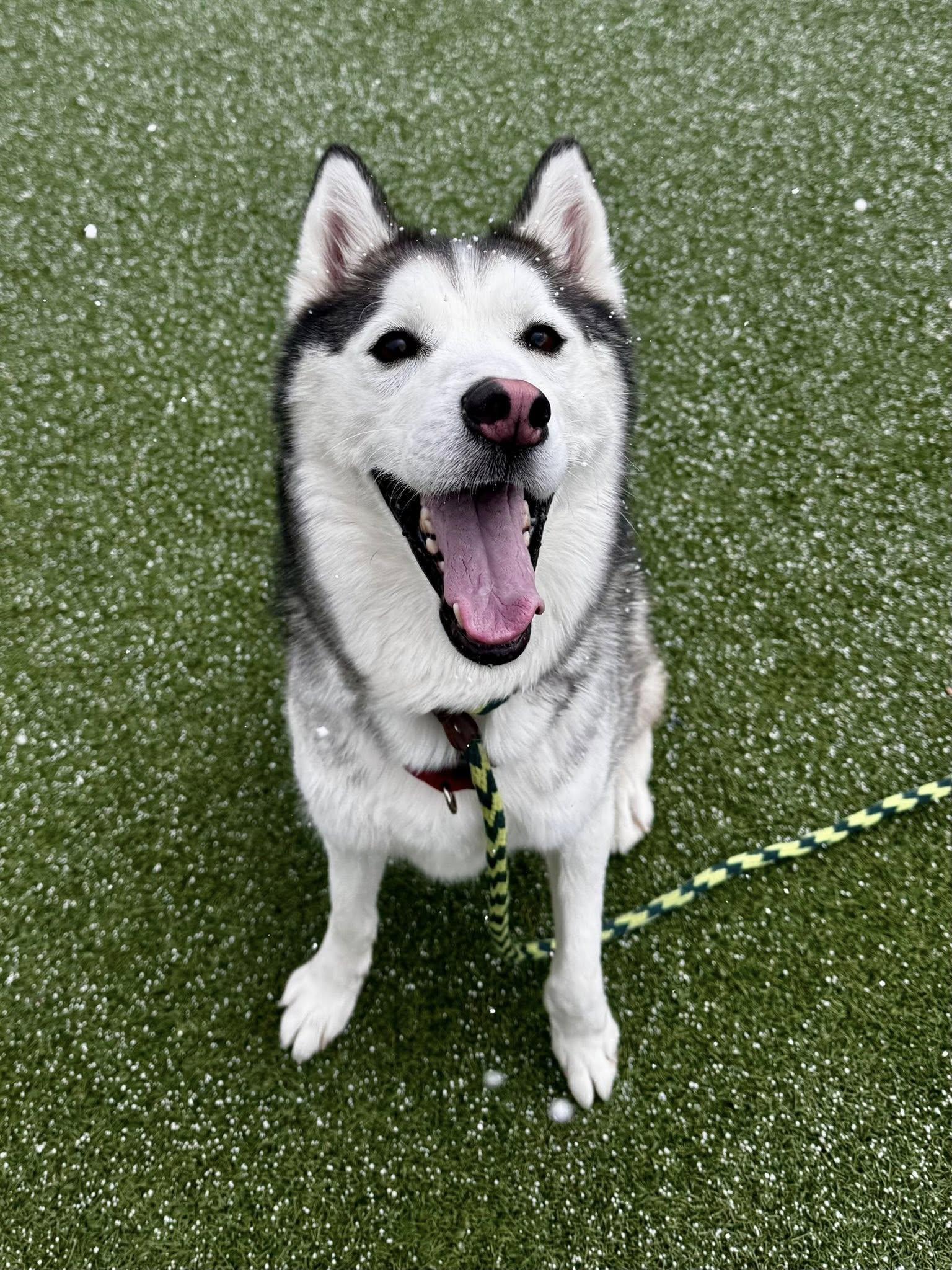 Shadow, an adoptable Siberian Husky, Mixed Breed in Cleveland, OH, 44102 | Photo Image 1