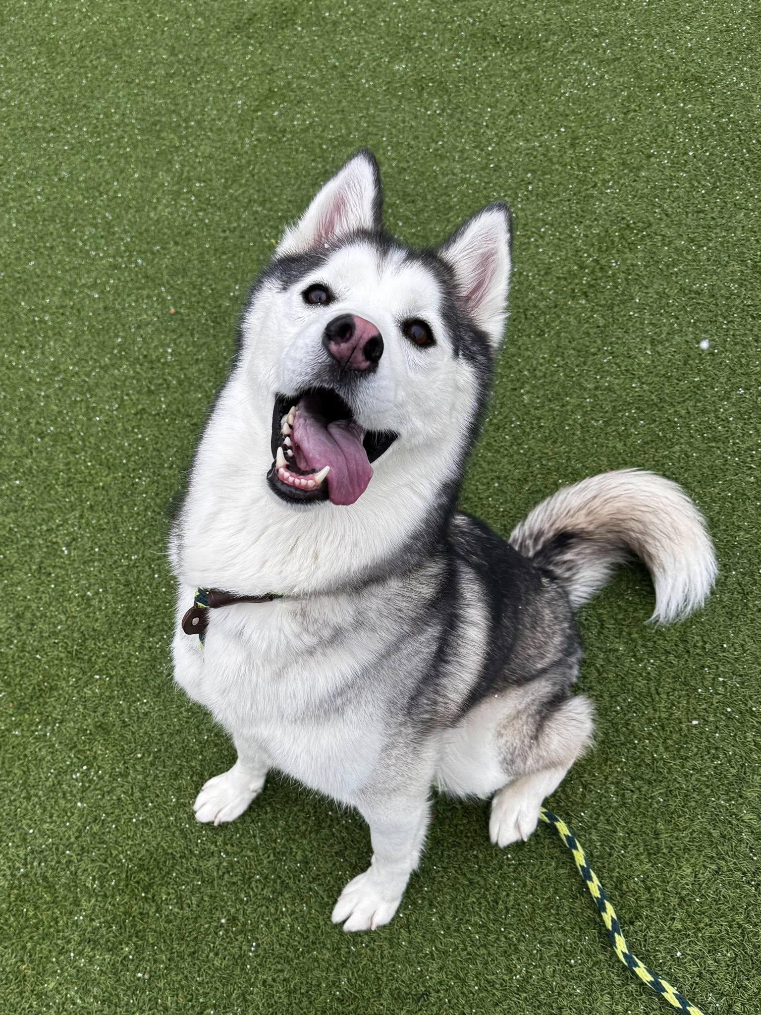 Shadow, an adoptable Siberian Husky, Mixed Breed in Cleveland, OH, 44102 | Photo Image 5