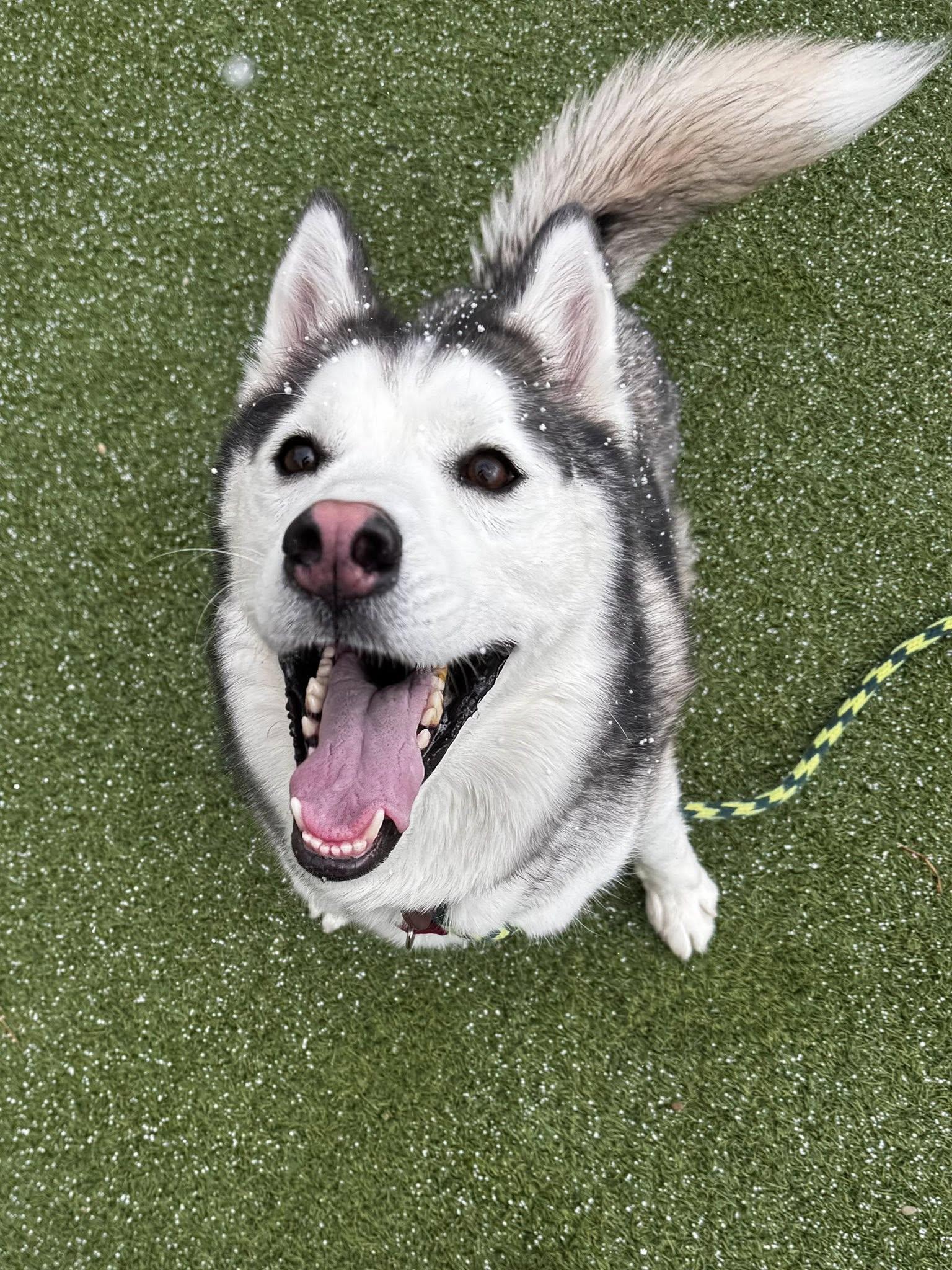 Shadow, an adoptable Siberian Husky, Mixed Breed in Cleveland, OH, 44102 | Photo Image 4