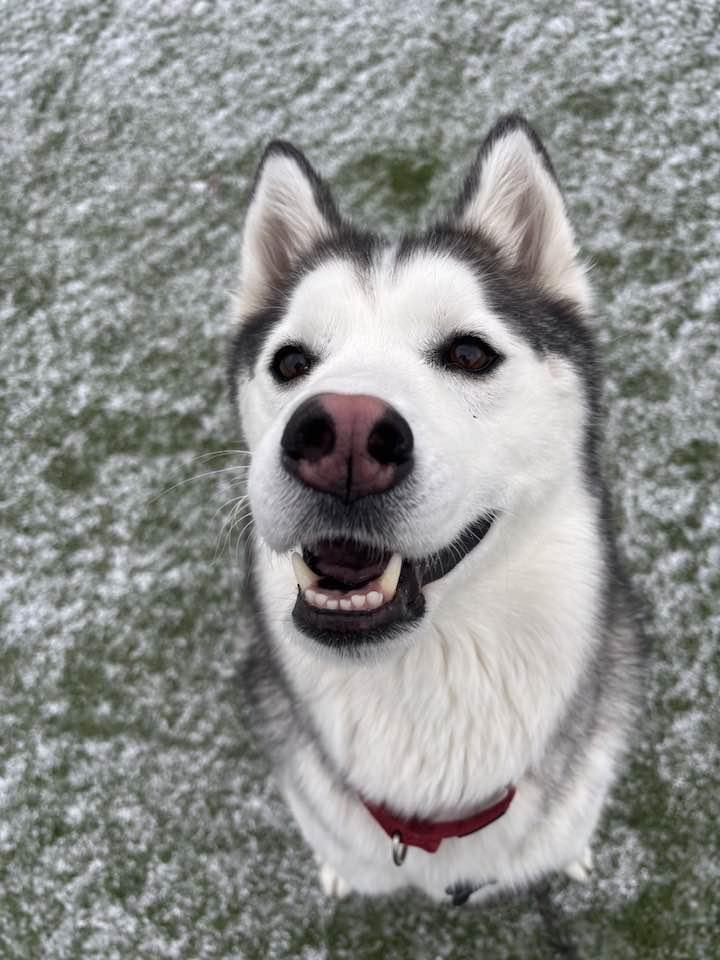 Shadow, an adoptable Siberian Husky, Mixed Breed in Cleveland, OH, 44102 | Photo Image 3