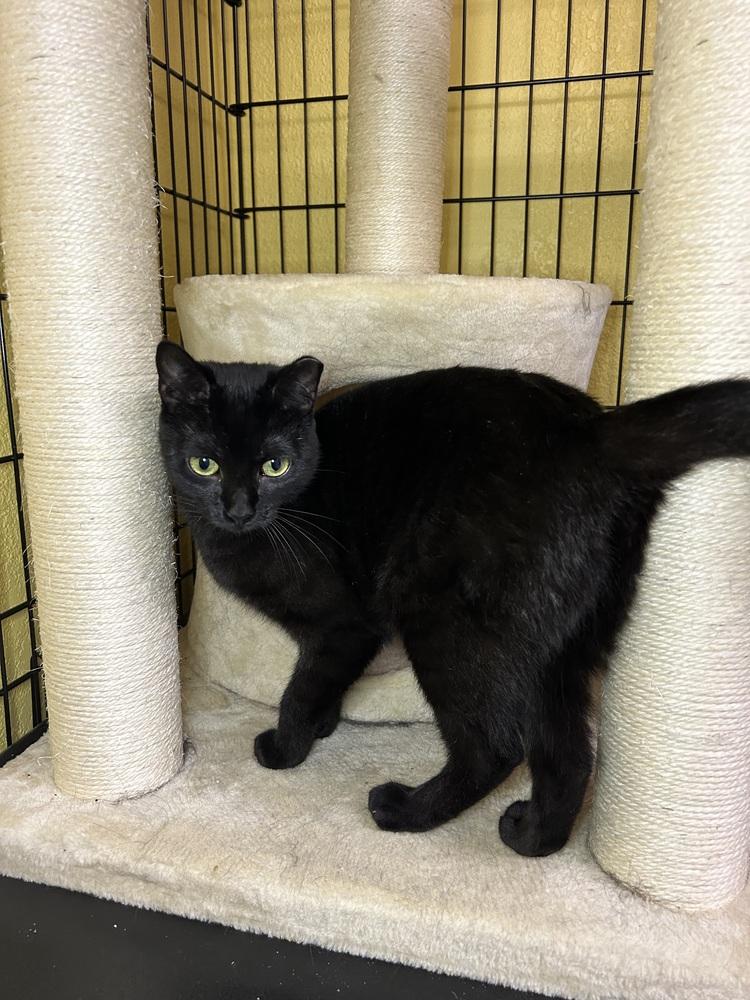 Pandora, Adoptable, Young Female Domestic Short Hair.