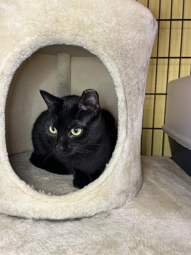 Enlarge Pandora, a Adoptable mixed breed in Temperance, MI image 2/2