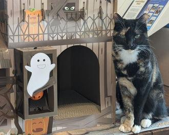 Caddy 04-4285, a Adoptable Domestic Short Hair in Fremont, CA image 1/2